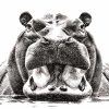 Hippopotamus Artwork