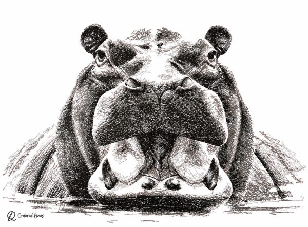 Hippopotamus Artwork
