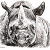 Rhino Artwork