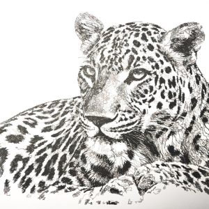 Leopard line artwork from the Ordered Lines African Animals collection