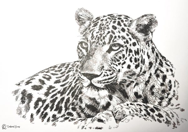 Leopard line artwork from the Ordered Lines African Animals collection
