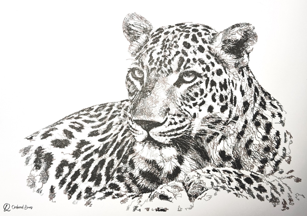 Leopard line artwork from the Ordered Lines African Animals collection
