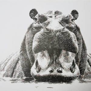 Hippopotamus line artwork from the Ordered Lines African Animals collection